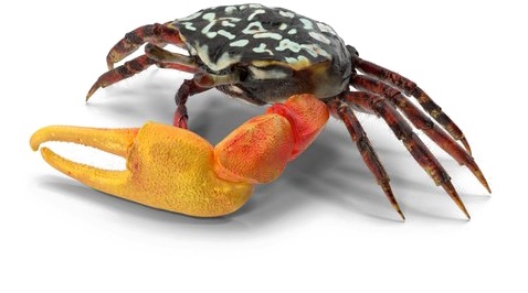 Detail Crab Transparent Background Nomer 52