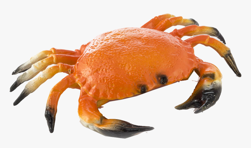 Detail Crab Transparent Background Nomer 6
