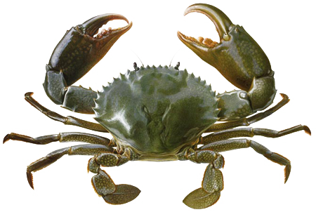 Detail Crab Transparent Background Nomer 8