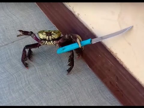 Detail Crab With A Knife Meme Nomer 15