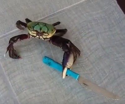 Detail Crab With A Knife Meme Nomer 36