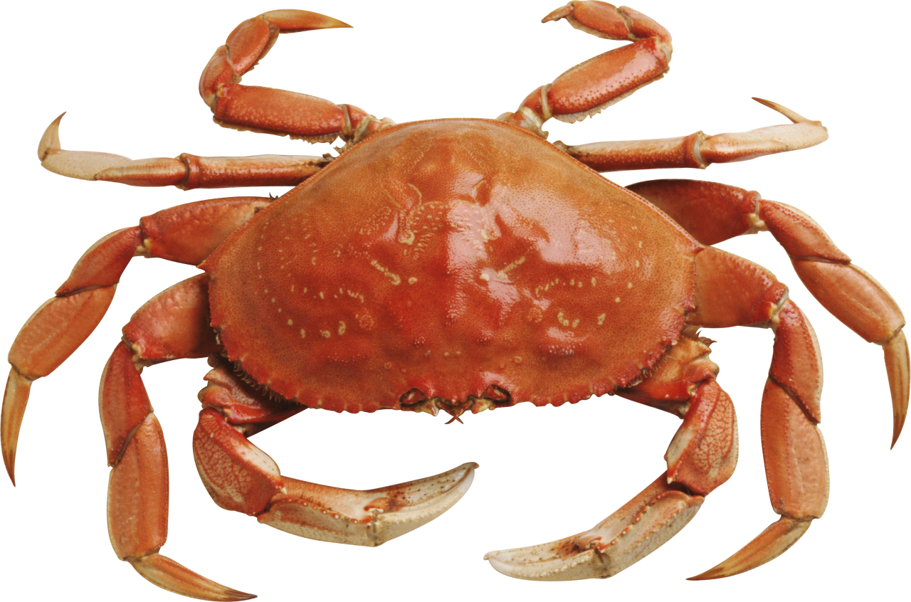 Crabs Png - KibrisPDR