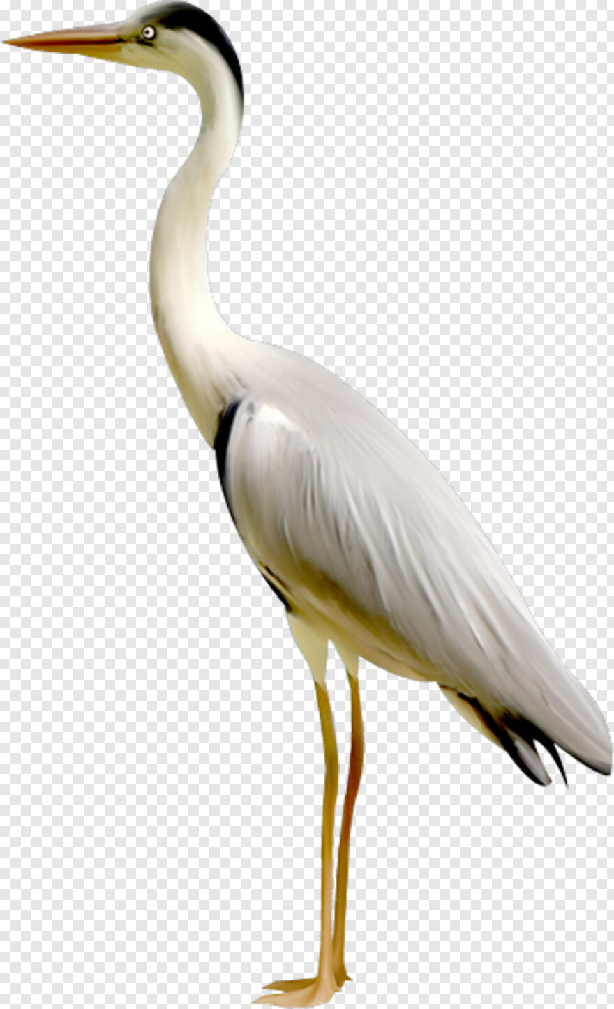 Detail Crane Bird Clipart Nomer 42