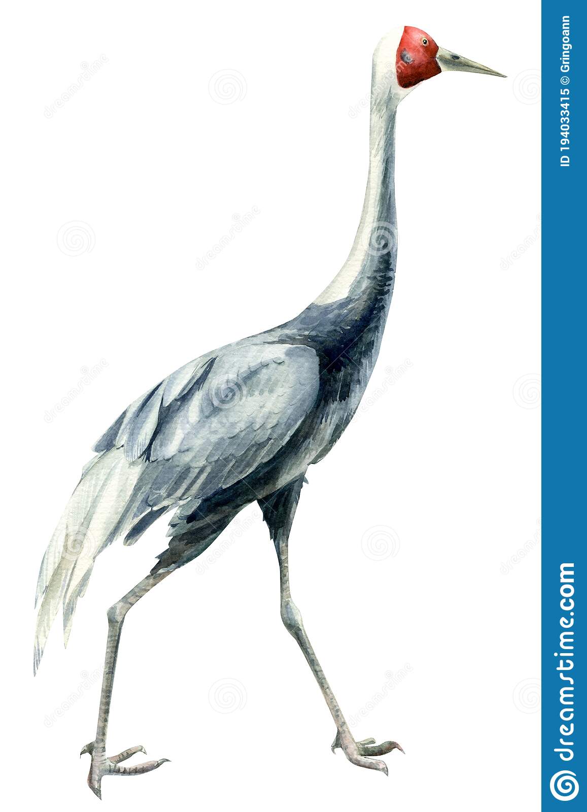 Detail Crane Bird Images Free Nomer 17