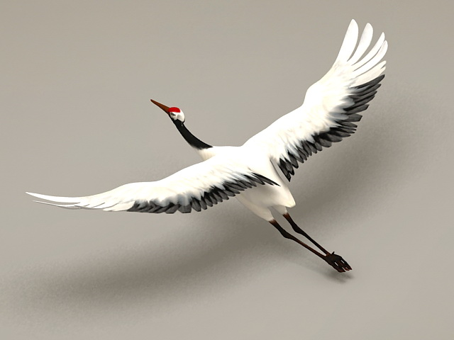 Detail Crane Bird Images Free Nomer 19