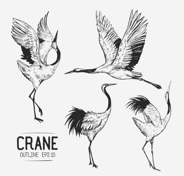 Download Crane Bird Images Free Nomer 26
