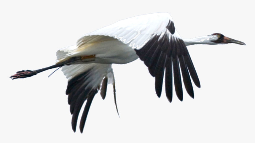 Detail Crane Transparent Nomer 33