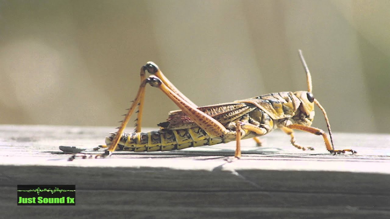 Detail Cricket Animal Pictures Nomer 5