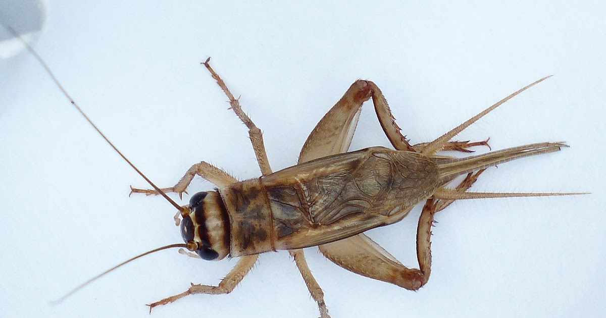 Detail Cricket Bug Nomer 15