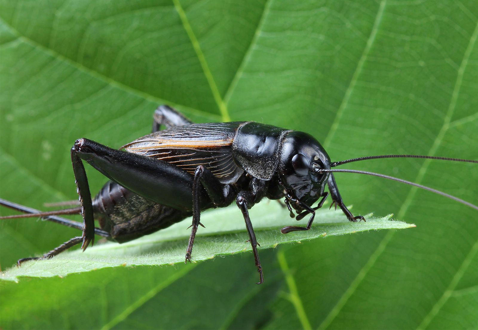 Detail Cricket Bug Nomer 3