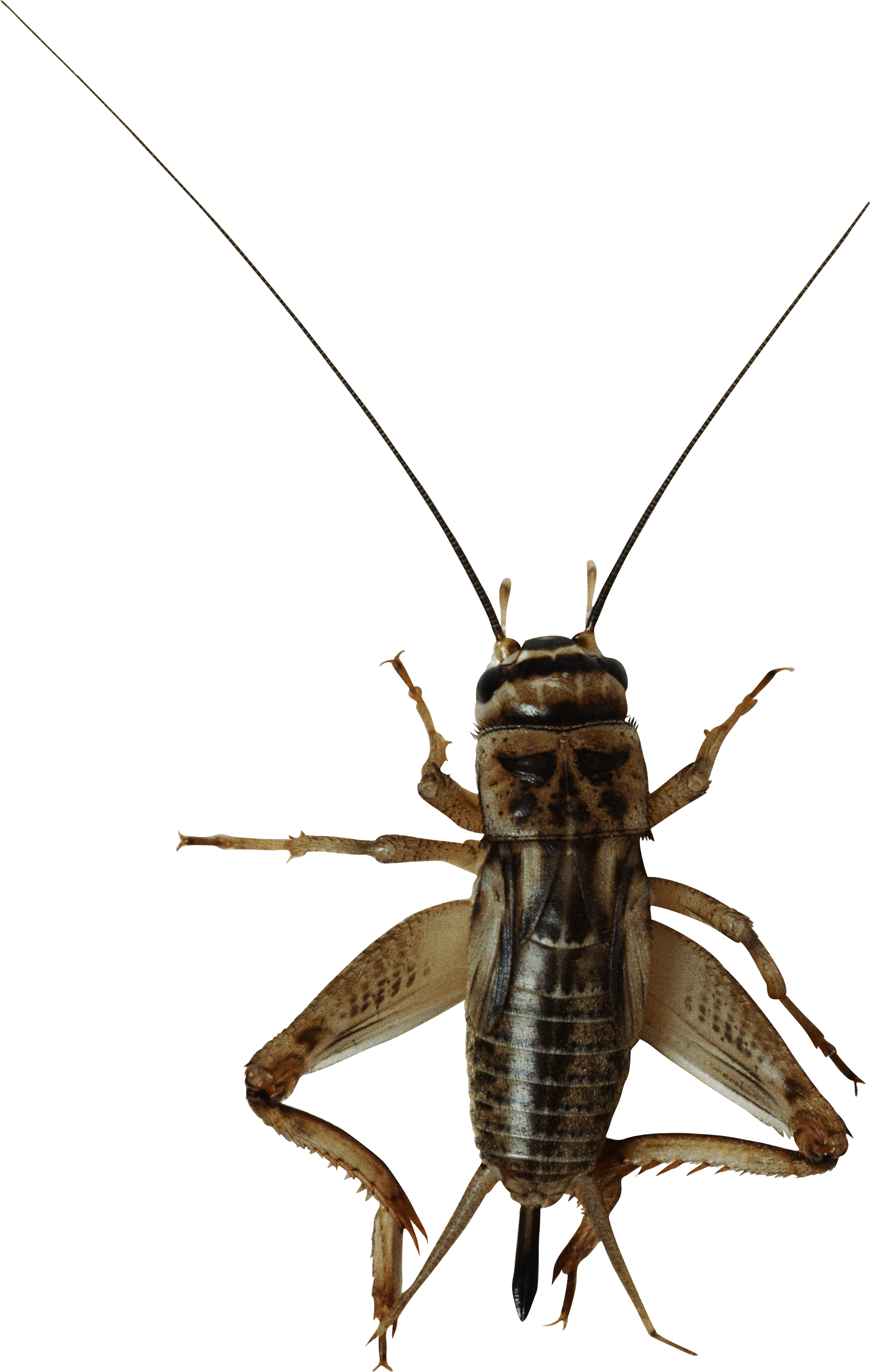 Detail Cricket Bug Nomer 52