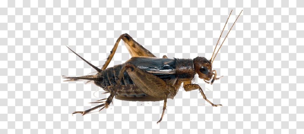 Detail Cricket Bug Nomer 54