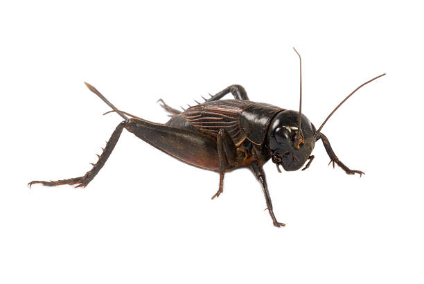 Detail Cricket Bug Images Nomer 12