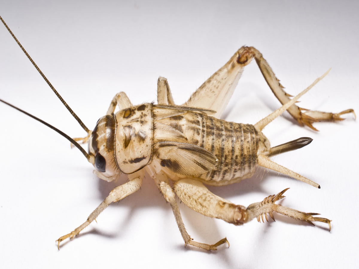 Detail Cricket Bug Images Nomer 13