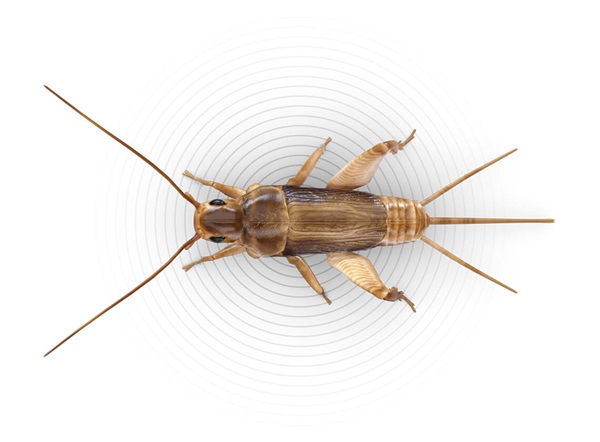 Detail Cricket Bug Images Nomer 14