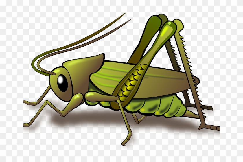 Detail Cricket Bug Images Nomer 15