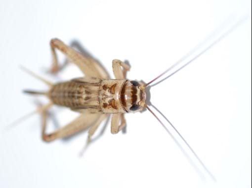 Detail Cricket Bug Images Nomer 17