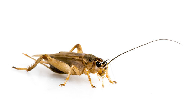 Detail Cricket Bug Images Nomer 18