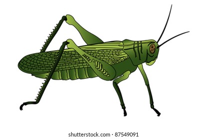Detail Cricket Bug Images Nomer 19