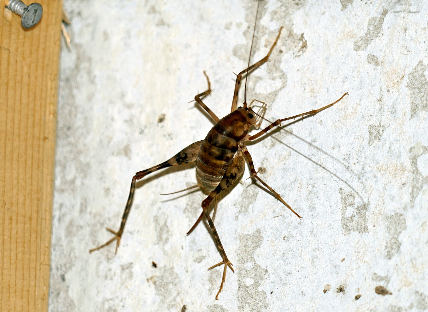 Detail Cricket Bug Images Nomer 20