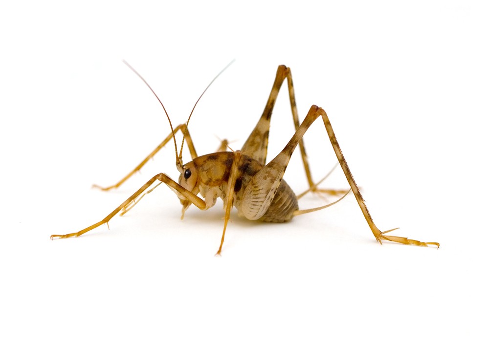 Detail Cricket Bug Images Nomer 22