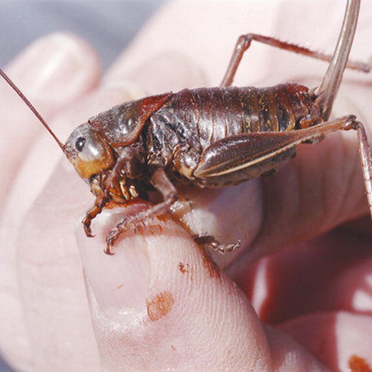 Detail Cricket Bug Images Nomer 23