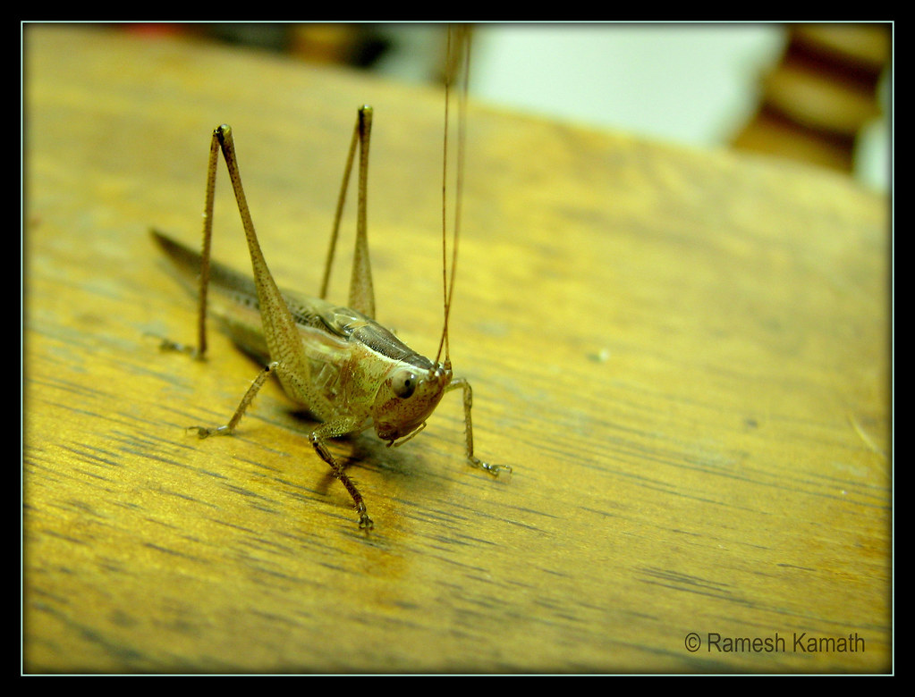 Detail Cricket Bug Images Nomer 24