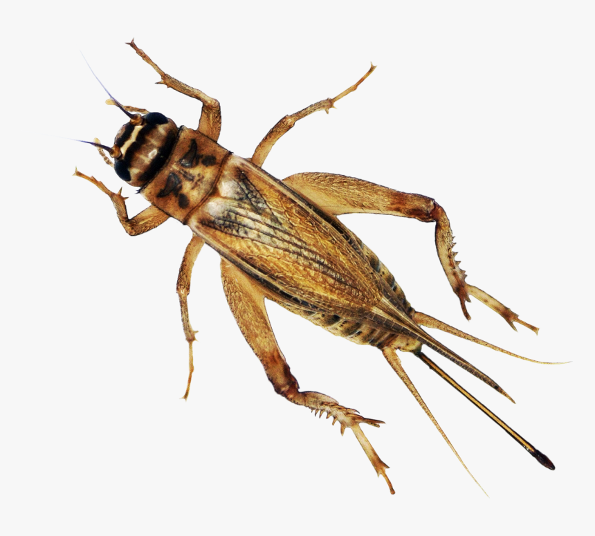 Detail Cricket Bug Images Nomer 30