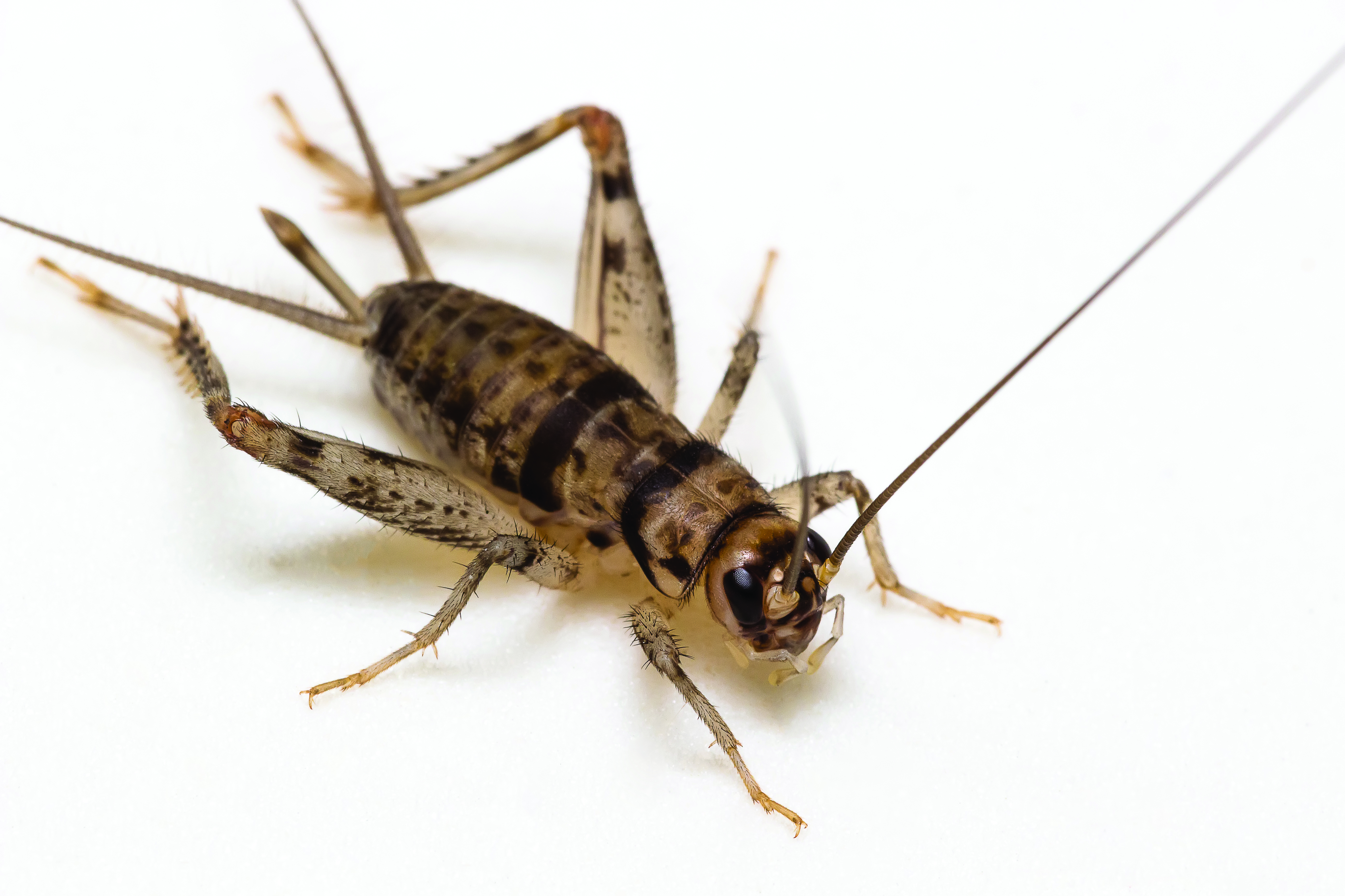Detail Cricket Bug Images Nomer 31