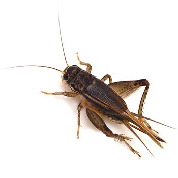 Detail Cricket Bug Images Nomer 32