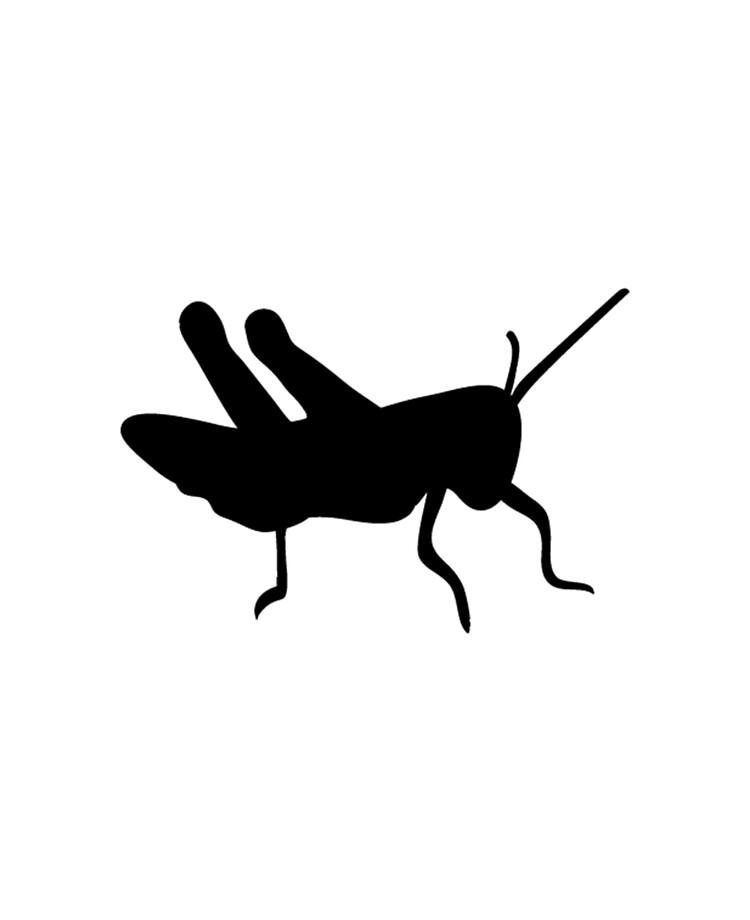 Detail Cricket Bug Images Nomer 34