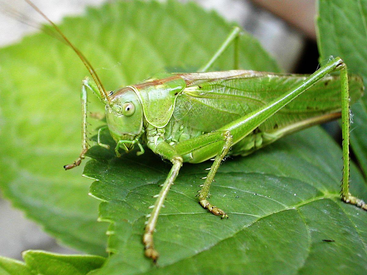 Detail Cricket Bug Images Nomer 35