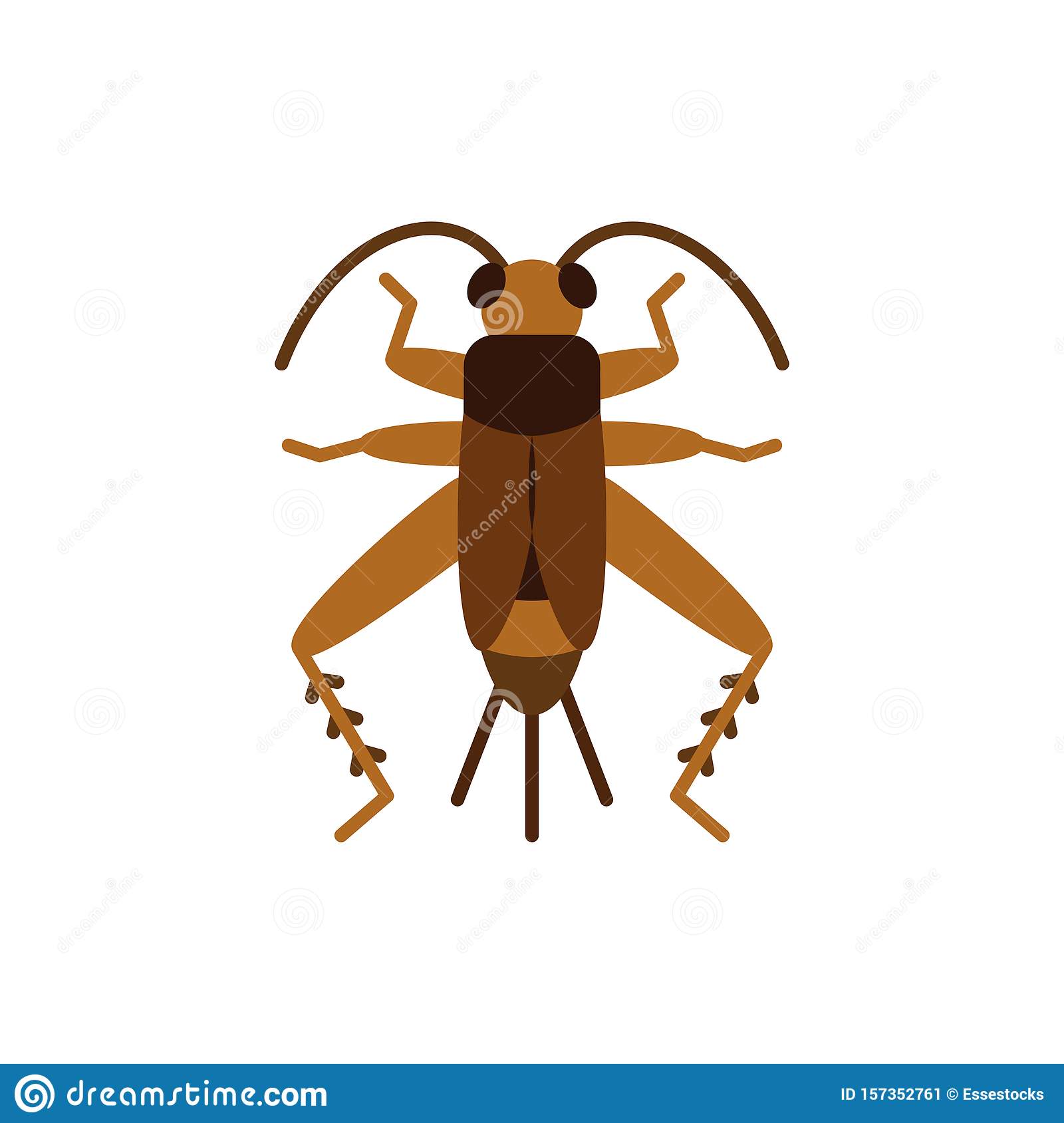 Detail Cricket Bug Images Nomer 36