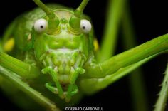 Detail Cricket Bug Images Nomer 37