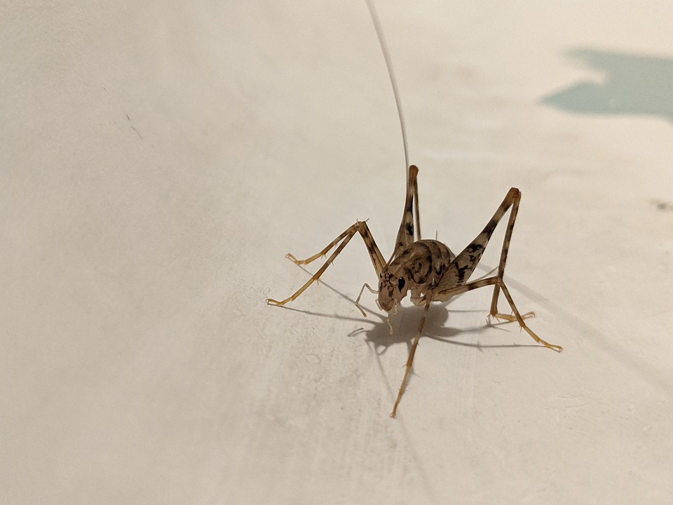 Detail Cricket Bug Images Nomer 38