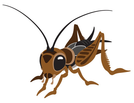 Detail Cricket Bug Images Nomer 4