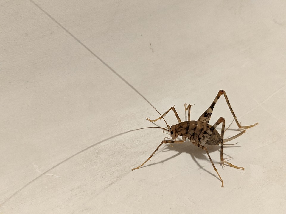Detail Cricket Bug Images Nomer 39