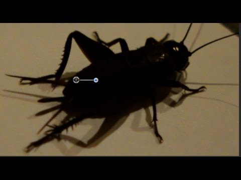 Detail Cricket Bug Images Nomer 40