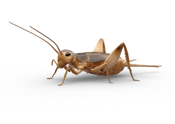 Detail Cricket Bug Images Nomer 41