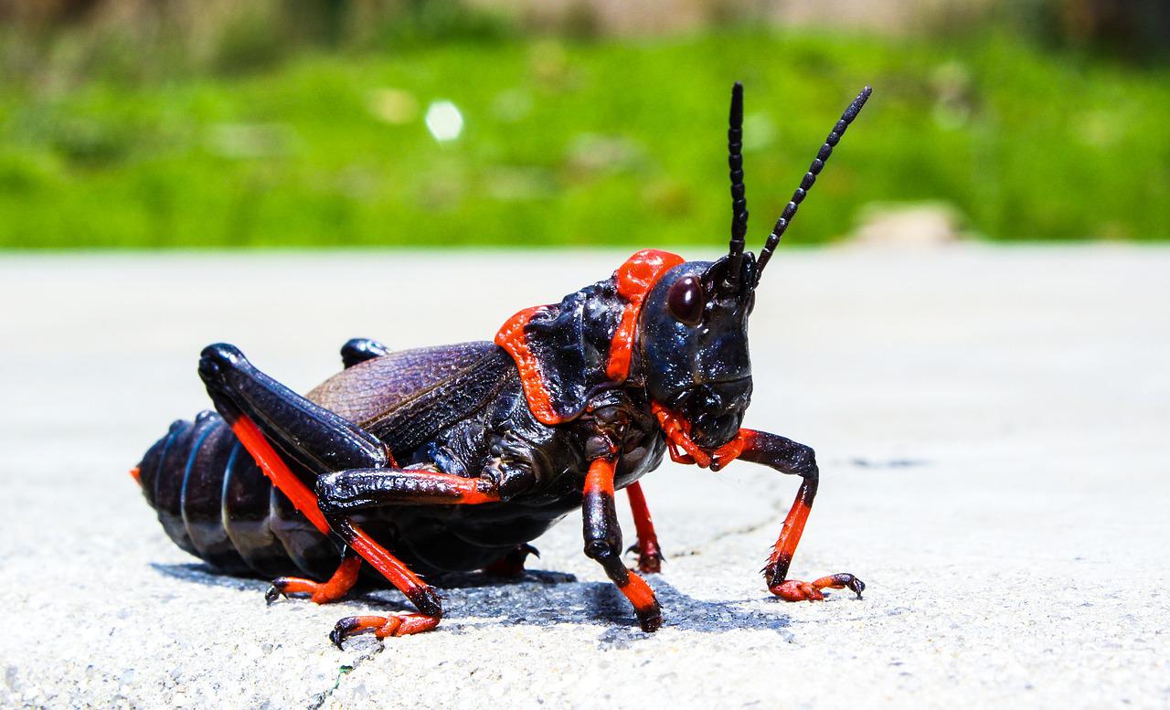 Detail Cricket Bug Images Nomer 42