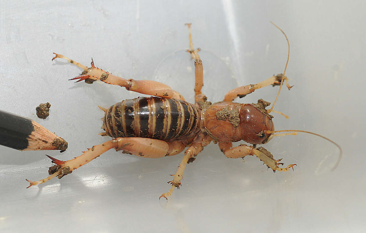 Detail Cricket Bug Images Nomer 43