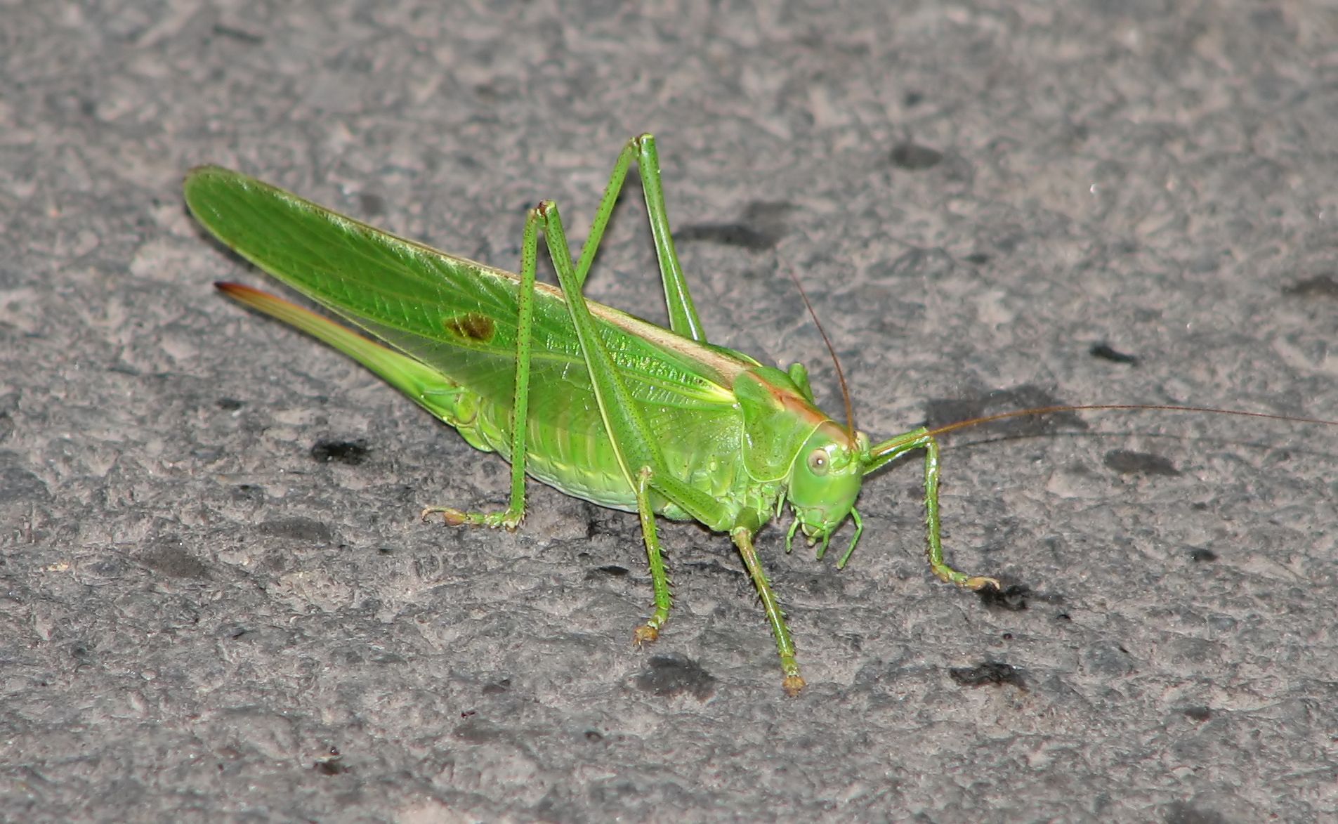 Detail Cricket Bug Images Nomer 44