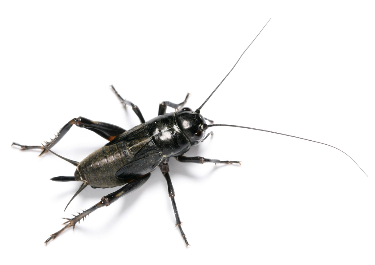 Detail Cricket Bug Images Nomer 45