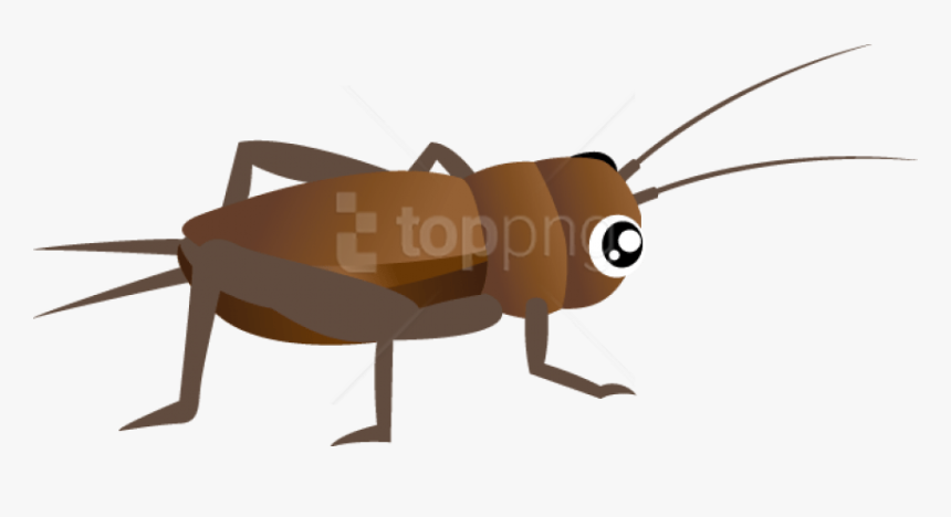 Detail Cricket Bug Images Nomer 47