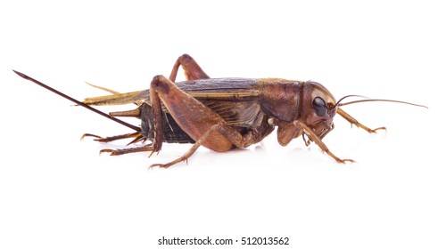 Detail Cricket Bug Images Nomer 5