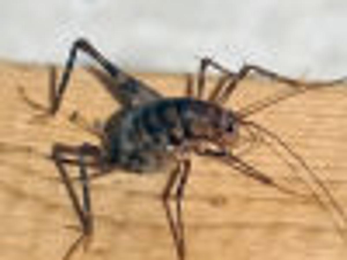 Detail Cricket Bug Images Nomer 48