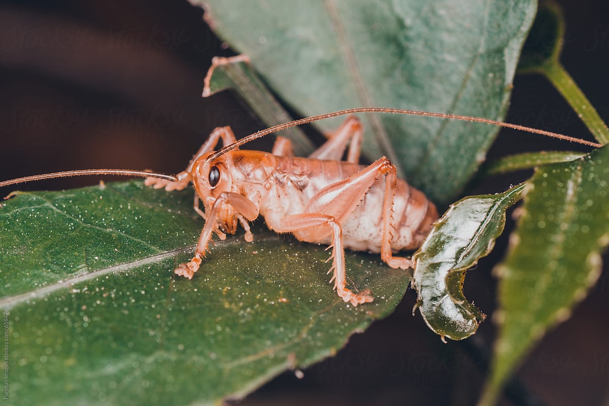 Detail Cricket Bug Images Nomer 49