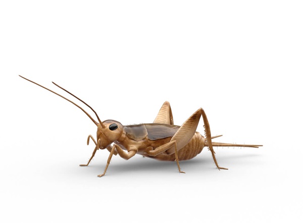 Detail Cricket Bug Images Nomer 50