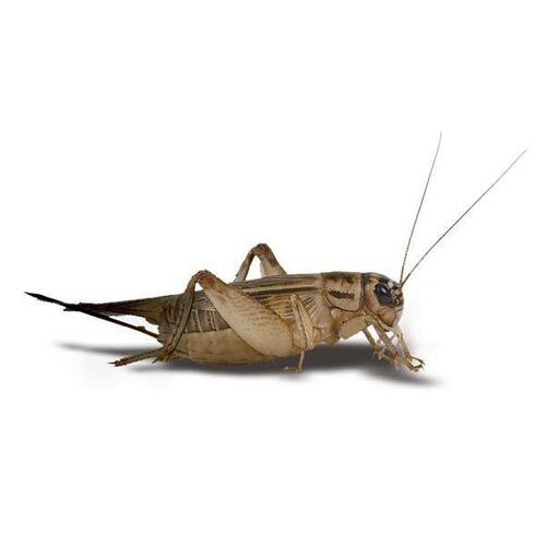 Detail Cricket Bug Images Nomer 56