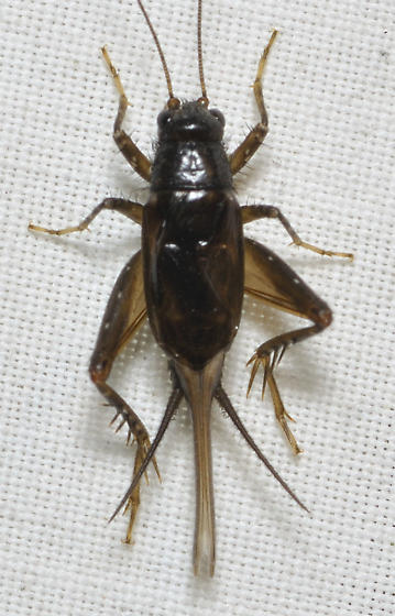 Detail Cricket Bug Images Nomer 7